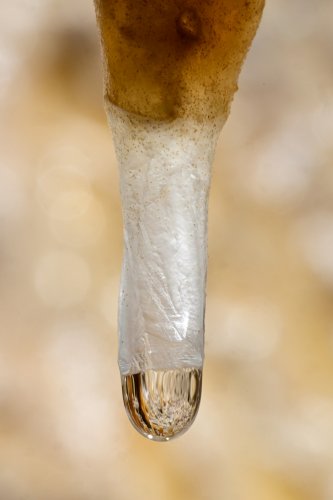 Grotte de Labouiche (Ariège) - Extrémité d'une stalactite bicolore avec sa goutte(SP-23-1625)